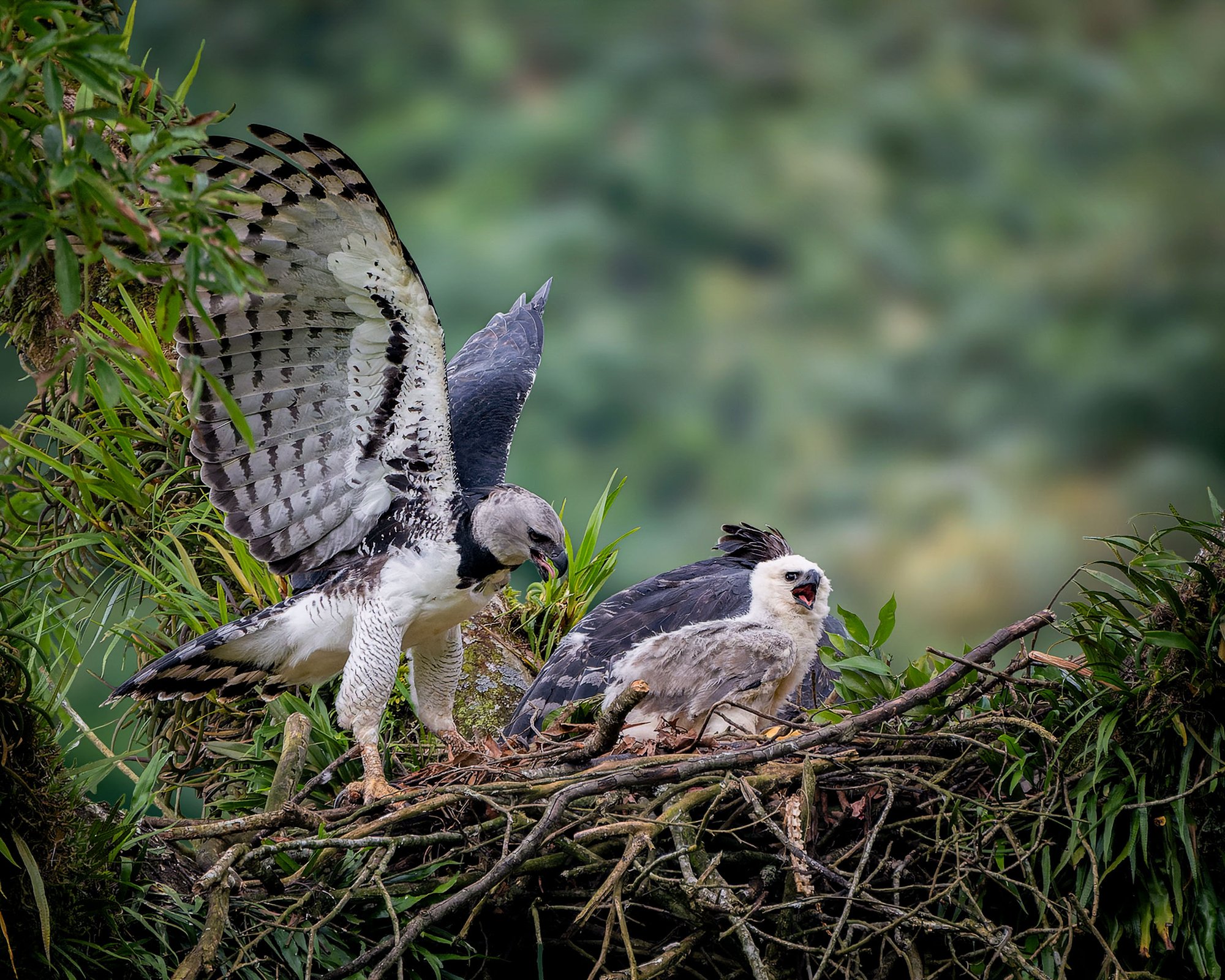 Águila Arpía Crédito Ferney Salgado Greenpeace (2)