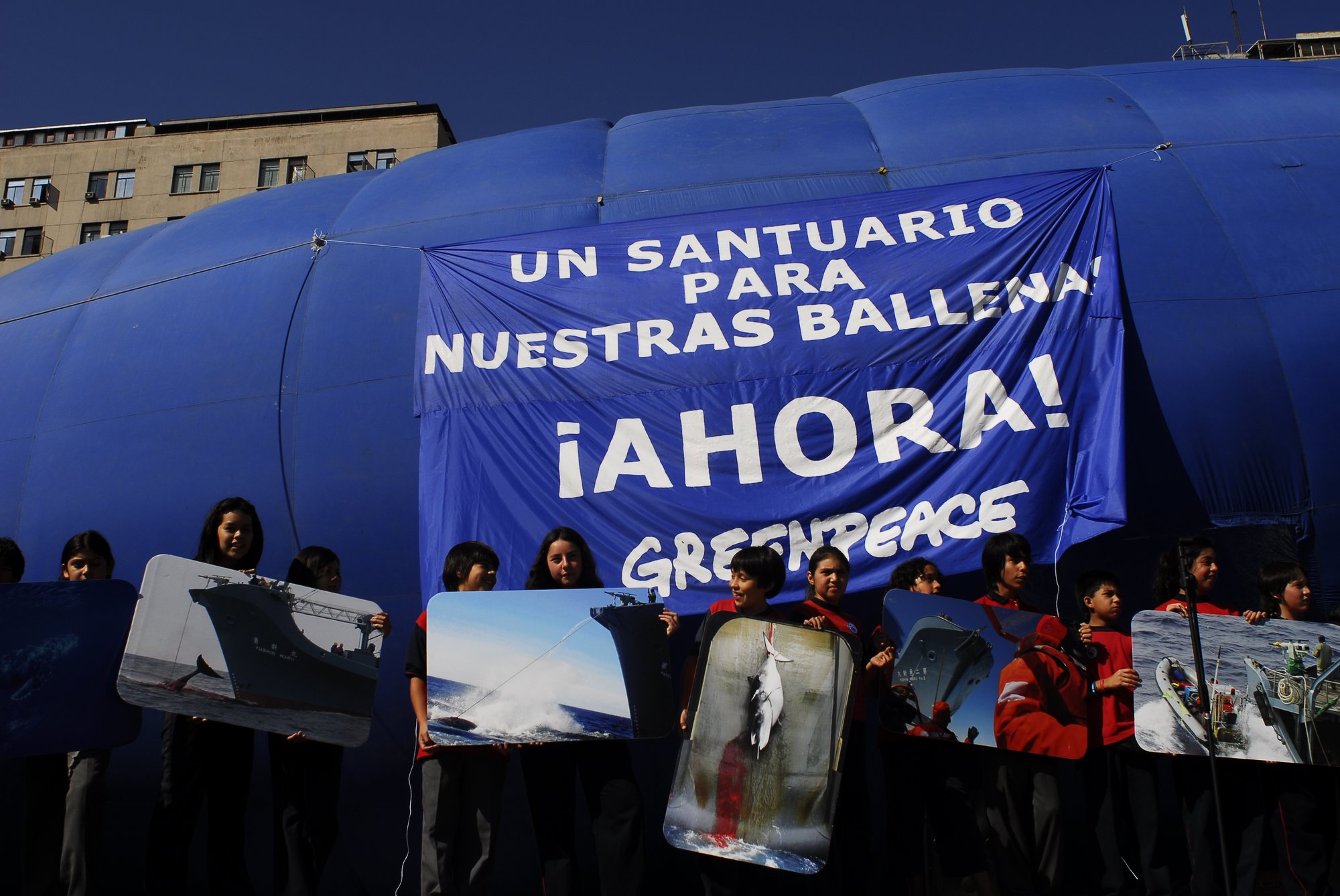 2019 - 2001 Chile Libre Caza Ballenas Expo Ballenas 2008 Crédito Lorenzo Marcia (2)-1