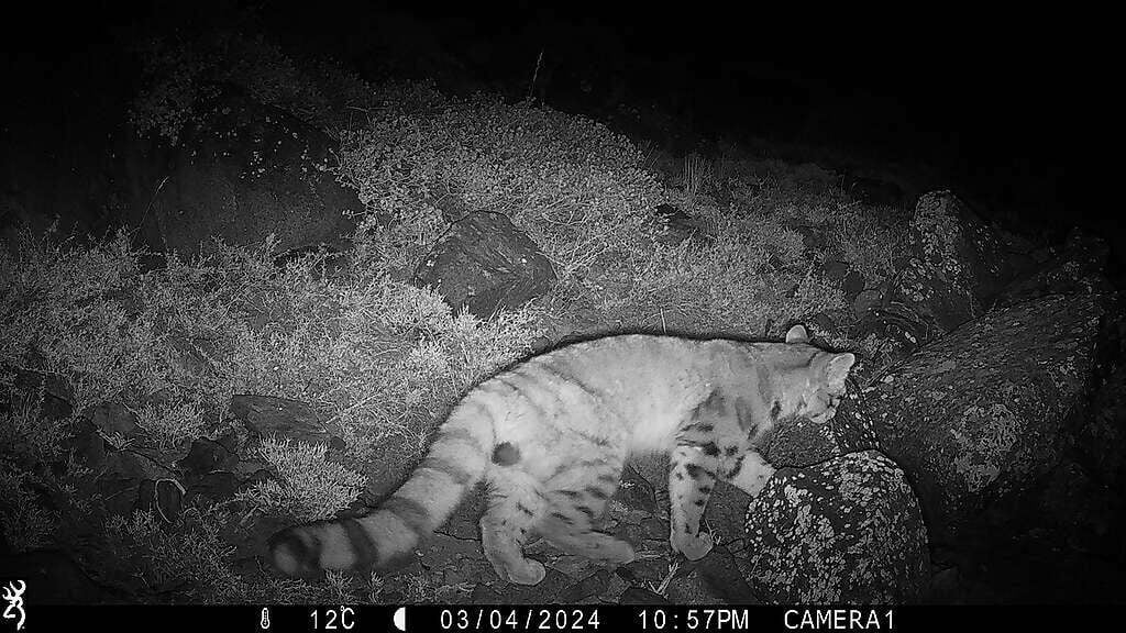 2024 Gato Andino en Yerba Loca Cámara Crédito AGA Greenpeace