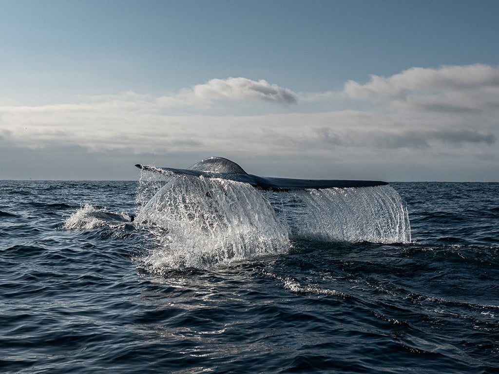 BALLENA-WEB-PETICION BALLENA-WEB-PETICION