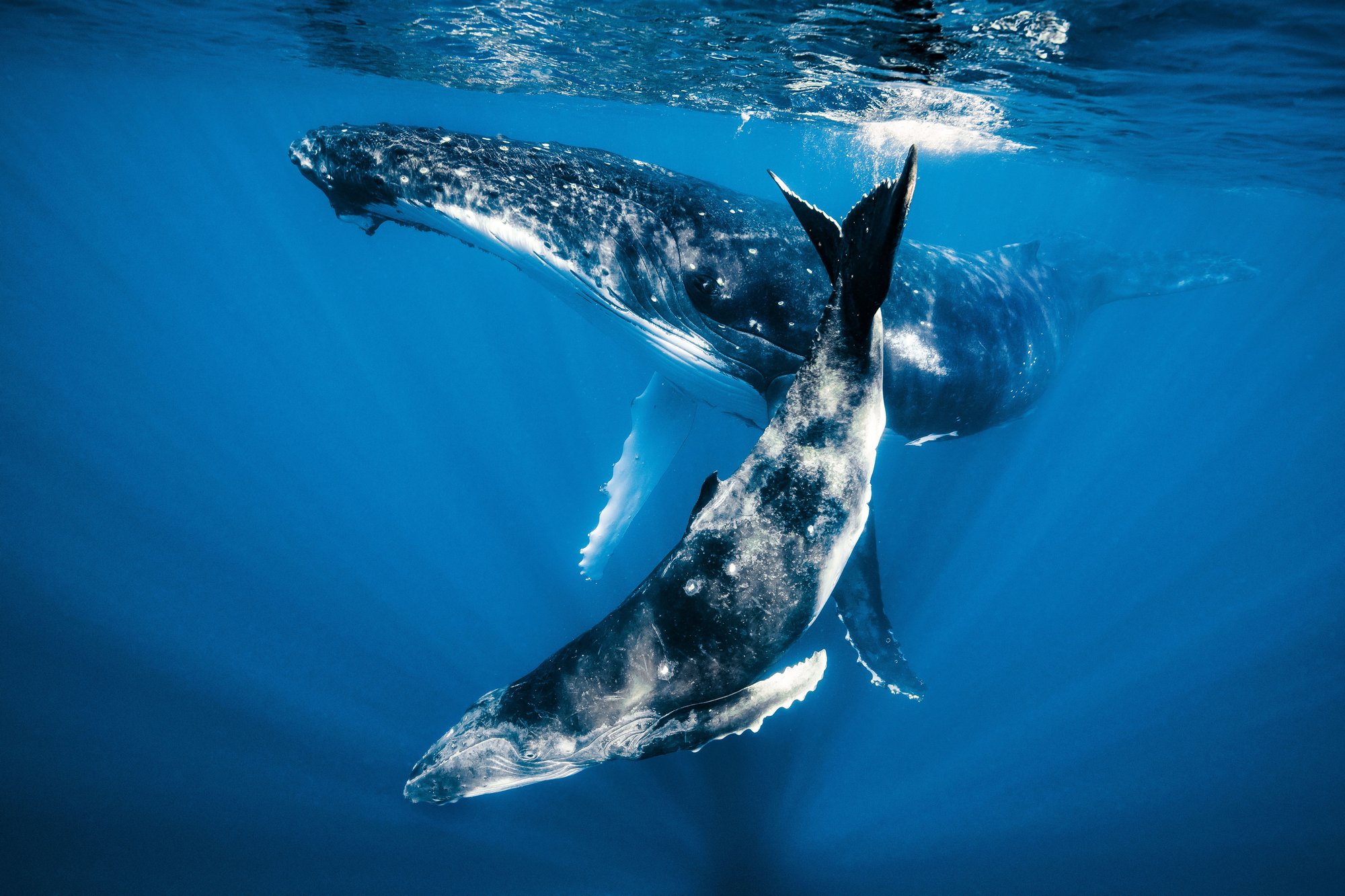 Ballenas Jorobadas - GP
