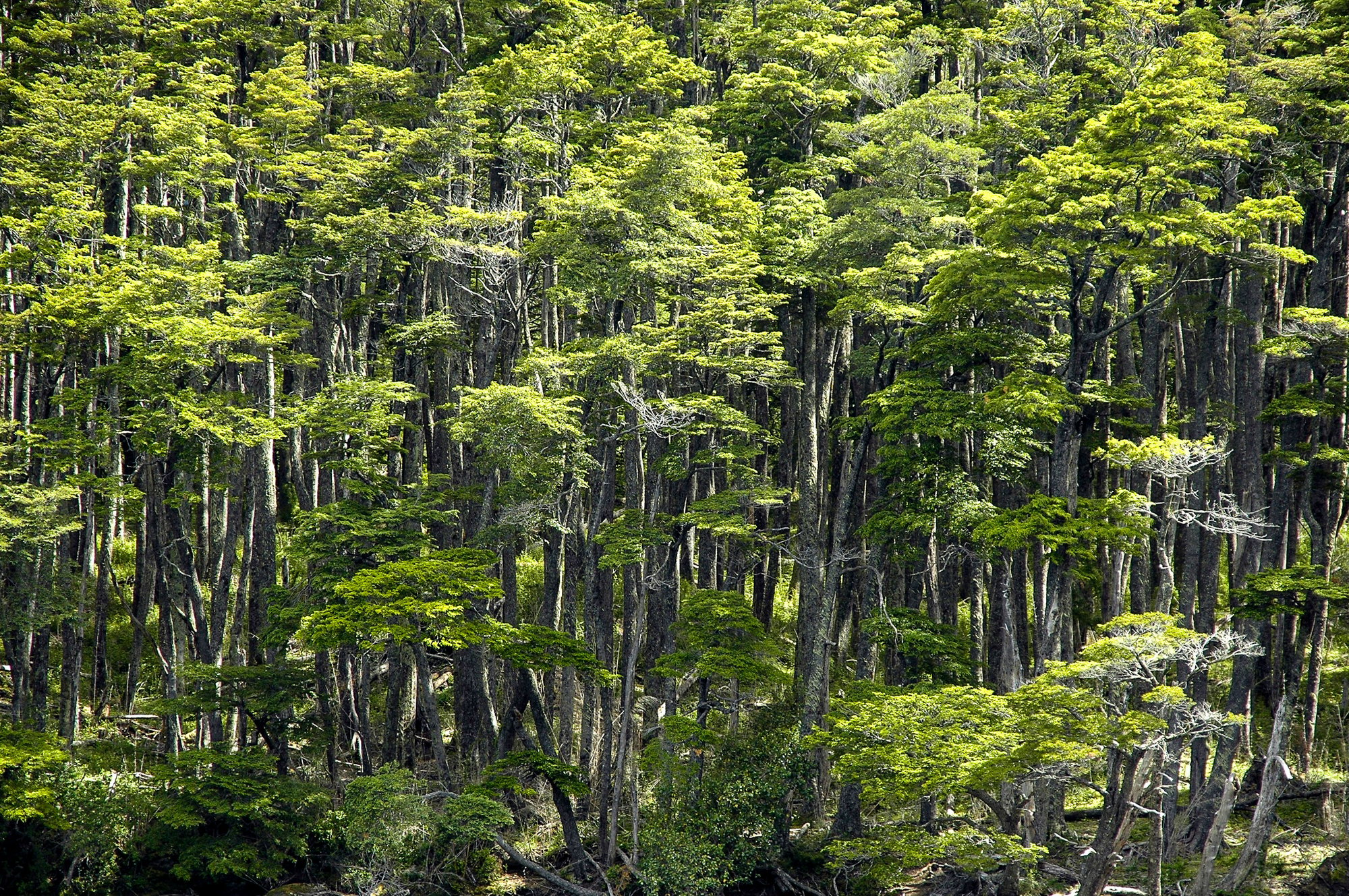 Bosque Andino Patagónico (9) © Martin Katz Greenpeace
