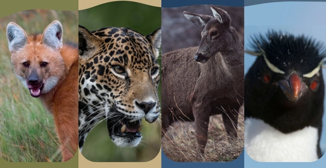 ESPECIESENPELIGRO ESPECIESENPELIGRO
