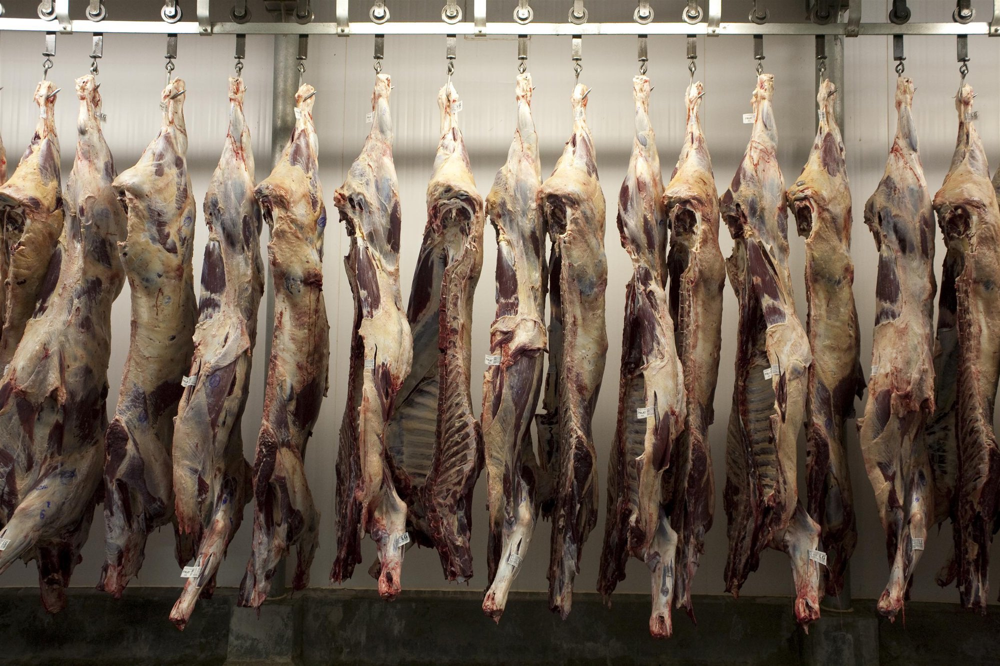 Ganadería Amazonas GP01XCL © Ricardo Funari Lineair Greenpeace Ganadería Amazonas GP01XCL © Ricardo Funari Lineair Greenpeace