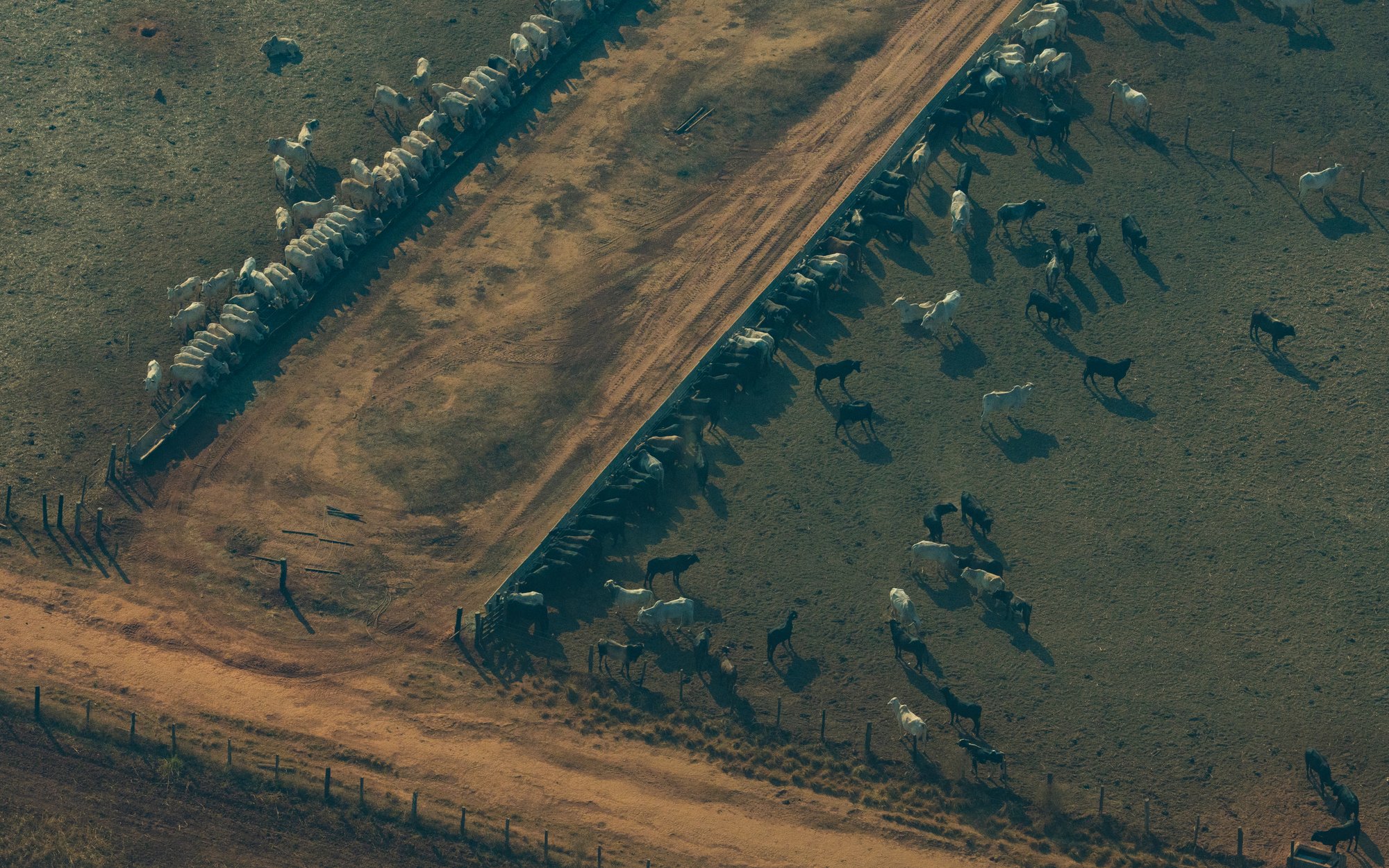 Ganadería Amazonas GP0SU6W8M © Samara Souza Greenpeace Ganadería Amazonas GP0SU6W8M © Samara Souza Greenpeace