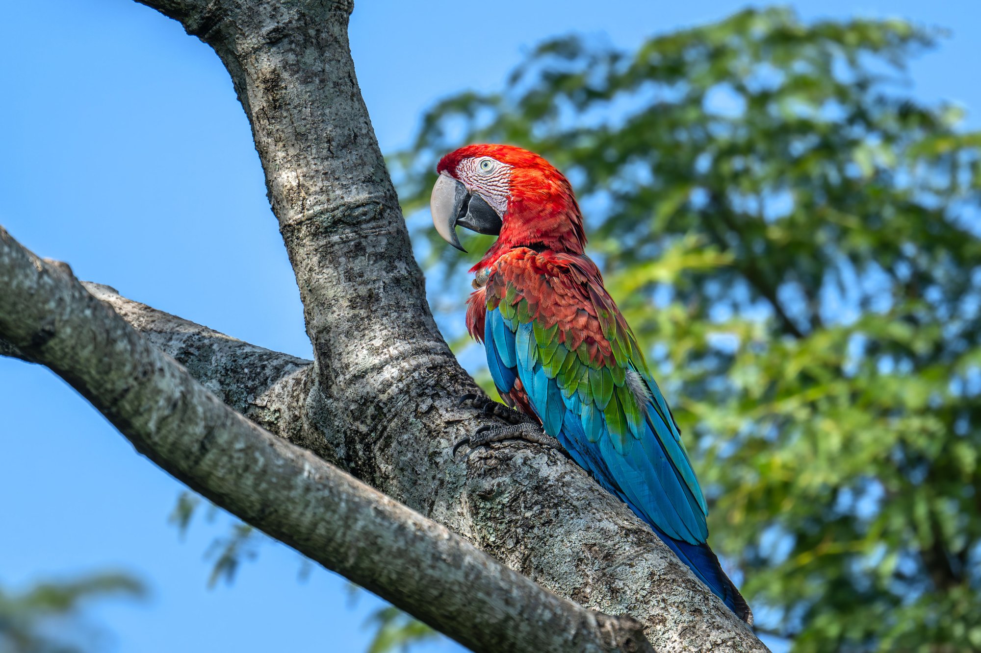 Guacamaya © Ruben Digilio Greenpeace