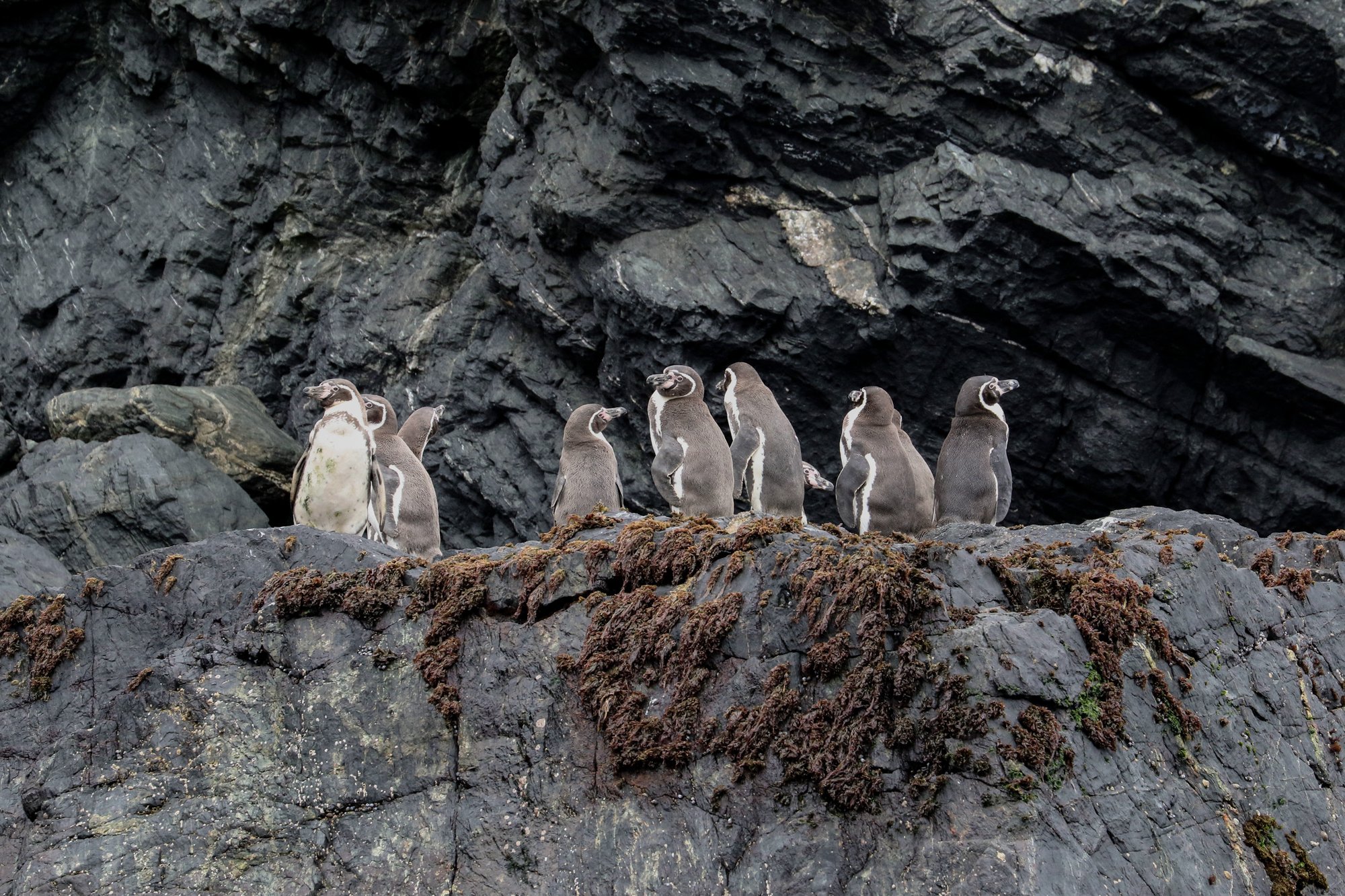 Pingüinos de Humboldt JYM_3458_b Crédito Jonathan González Greenpeace