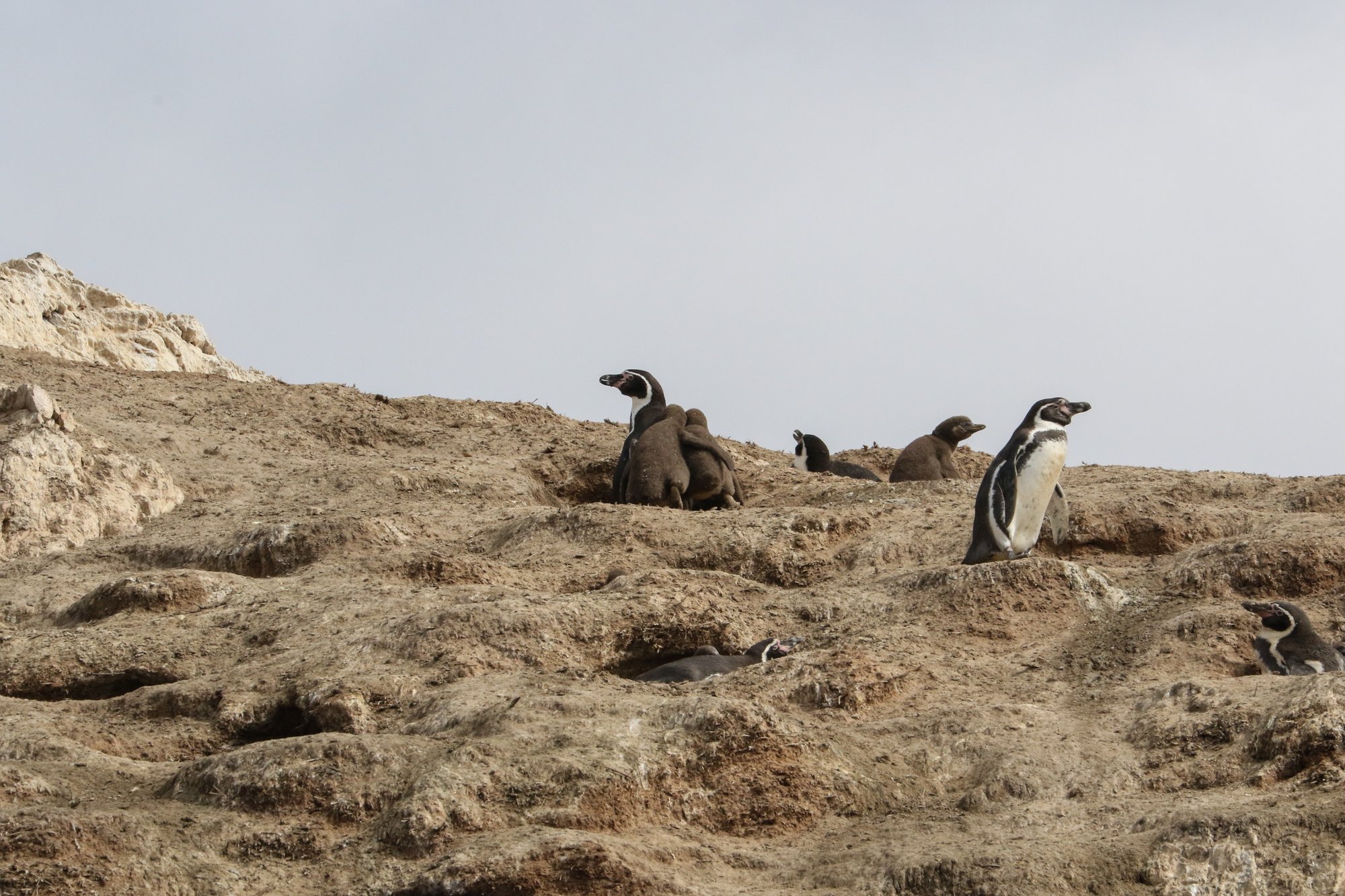 Pingüinos de Humboldt JYM_4414 Crédito Jonathan González Greenpeace