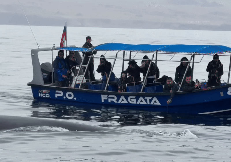 giflandingballenas_04-ezgif.com-optimize-1