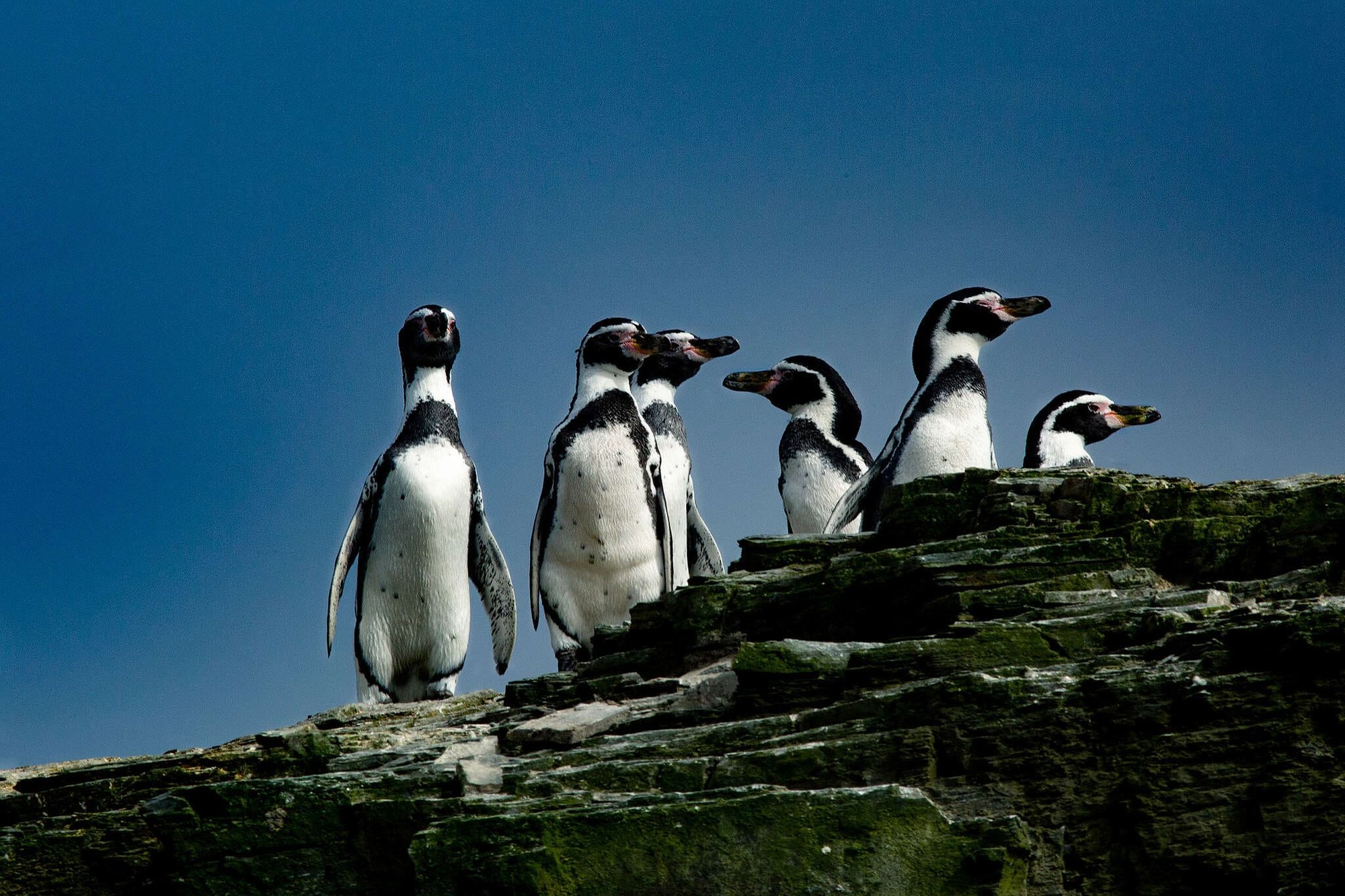 pinguinos-de-humboldt-humboldt-©-cesar-villarroel-_-greenpeace - 2048x1366