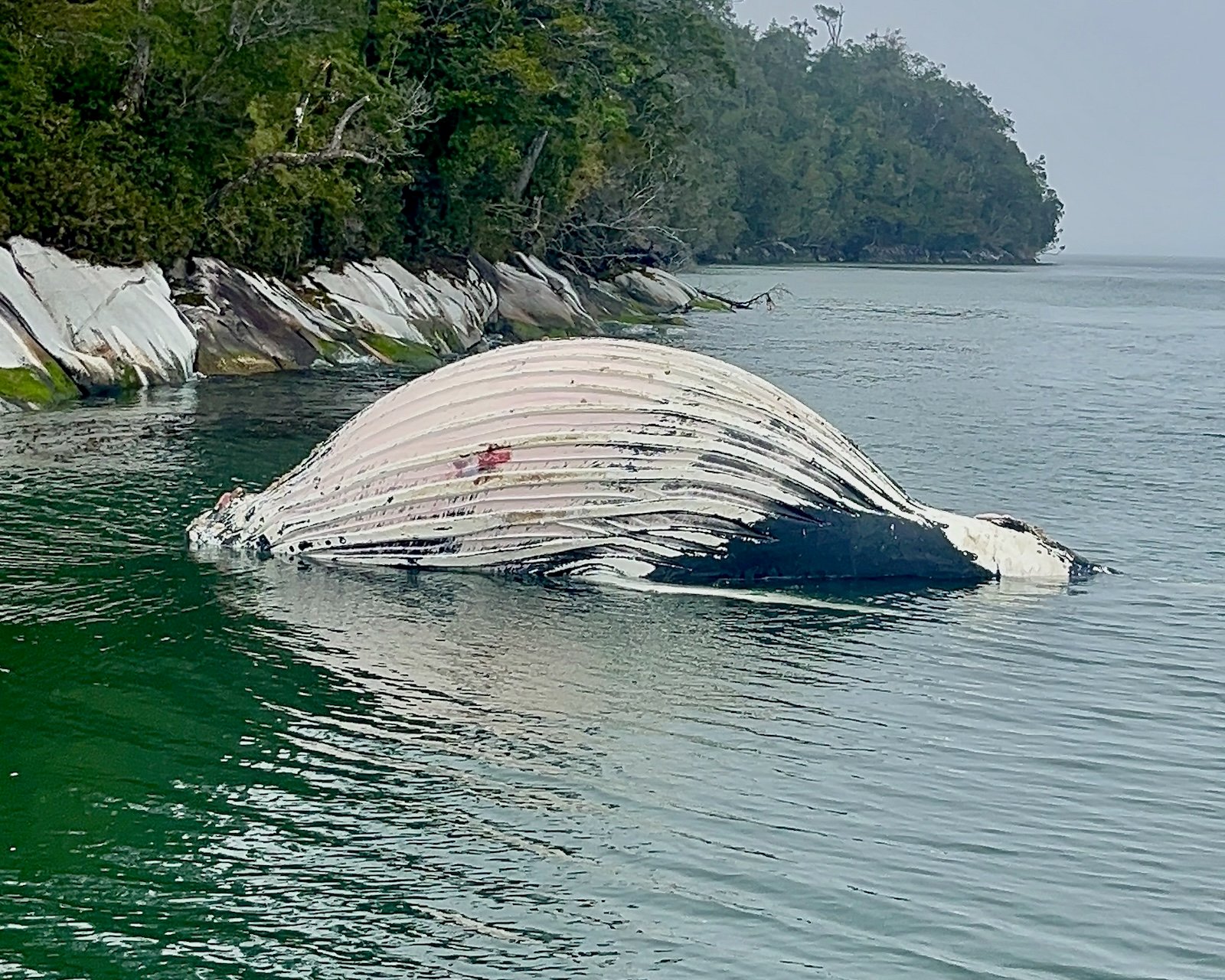 2024 Ballena Muerta Reserva Nacional Kaweskar Crédito Patricio Segura