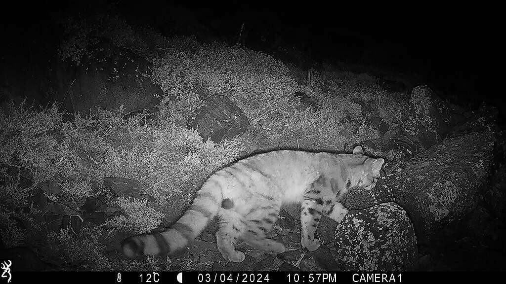 2024 Gato Andino en Yerba Loca Cámara Crédito AGA Greenpeace